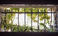 Virginia creeper in small window with cast iron bars Royalty Free Stock Photo
