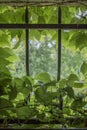 Virginia creeper in small window with cast iron bars Royalty Free Stock Photo