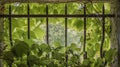 Virginia creeper in small window with cast iron bars Royalty Free Stock Photo