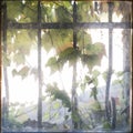 Virginia creeper in small window with cast iron bars Royalty Free Stock Photo