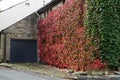 Virginia creeper turning red in autumn