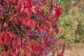 Virginia creeper, Victoria creeper on fence Royalty Free Stock Photo