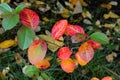 Virginia creeper, Victoria creeper (Parthenocissus quinquefolia) on fence Royalty Free Stock Photo