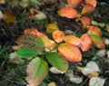 Virginia creeper, Victoria creeper (Parthenocissus quinquefolia) on fence Royalty Free Stock Photo