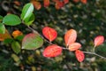 Virginia creeper, Victoria creeper (Parthenocissus quinquefolia) on fence Royalty Free Stock Photo