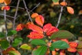 Virginia creeper, Victoria creeper (Parthenocissus quinquefolia) on fence Royalty Free Stock Photo