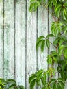 Virginia creeper or victoria creeper vines green leaves border on old blue weathered wood fence planks Royalty Free Stock Photo