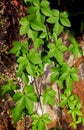 Virginia creeper, Victoria creeper, five-leaved ivy, Parthenocissus quinquefolia Royalty Free Stock Photo