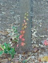 Virginia creeper vine Parthenocissus quinquefolia fall colors