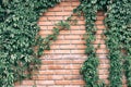 Virginia creeper vines frame on old red brick wall. Five leaved ivy on rough brickwork. Nature rustic vintage background Royalty Free Stock Photo