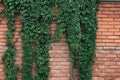 Virginia creeper vines on old red brick wall. Five leaved ivy green foliage, rough brickwork. Nature rustic vintage background Royalty Free Stock Photo