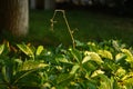 Virginia Creeper (Parthenocissus quinquefolia) With Spiderweb