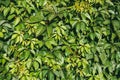 Virginia creepers plant or Parthenocissus quinquefolia Green hedge on the fence