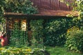 Virginia creepers plant or Parthenocissus quinquefolia Green hedge wraps around the entire wall and roof of a house in