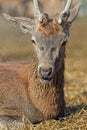 A virginia deer sitting in a meadow