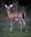 Virginia deer standing on the green grass in the woods looking at the camera