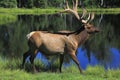 Virginia Deer in the wilderness, Quebec, Canada