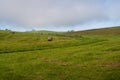 Virginia Farmland in the Morning Royalty Free Stock Photo