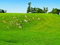 Virginia Hills Landscape