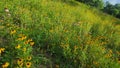 Virginia native wildflower field