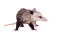 The Virginia opossum, Didelphis virginiana, on white