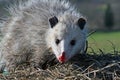 Virginia Opossum