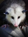 Virginia Opossum - Black and White Marsupial - looking directly at the camera