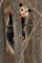 Virginia Opossum Clinging to Tree