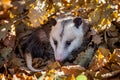 The Virginia opossum, Didelphis virginiana, in autumn park Royalty Free Stock Photo