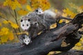 Virginia Opossum Didelphis virginiana Family Stares Out From Log Autumn