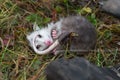 Virginia Opossum Didelphis virginiana Joey Curled Up on Ground Autumn