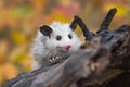 Virginia Opossum Didelphis virginiana Joey Looks Out Alone on Log Autumn