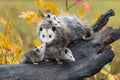 Virginia Opossum Didelphis virginiana Joey Touches Mother on Nose Autumn Royalty Free Stock Photo