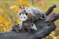 Virginia Opossum Didelphis virginiana Joey Touches Mother on Nose Autumn