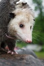 Virginia Opossum Didelphis virginiana Looks Out Close Up Suimmer