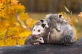 Virginia Opossum Didelphis virginiana Mother Joey Under Chin Others on Back Autumn