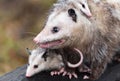 Virginia Opossum Didelphis virginiana Mother With Joeys Close Up Autumn