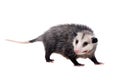 The Virginia opossum, Didelphis virginiana, on white Royalty Free Stock Photo