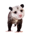 The Virginia opossum, Didelphis virginiana, on white Royalty Free Stock Photo