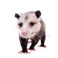 The Virginia opossum, Didelphis virginiana, on white Royalty Free Stock Photo