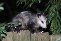 Virginia Opossum on a Fence Royalty Free Stock Photo