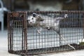 Virginia Opossum juvenile in humane raccoon cage trap