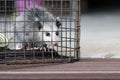 Virginia Opossum juvenile in humane raccoon cage trap