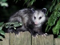 Virginia Opossum at Night