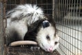 Virginia Opossum nuisance wildlife trapped in humane box trap