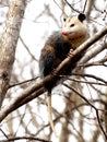 Virginia opossum in tree Royalty Free Stock Photo