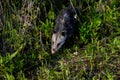 Virginia opossum, viera wetlands Royalty Free Stock Photo