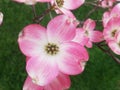 Virginia pink dogwood tree blossoms in full bloom in spring season Royalty Free Stock Photo