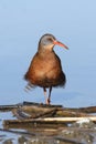 Virginia Rail (Rallus limicola) Royalty Free Stock Photo