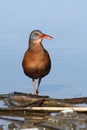 Virginia Rail (Rallus limicola)